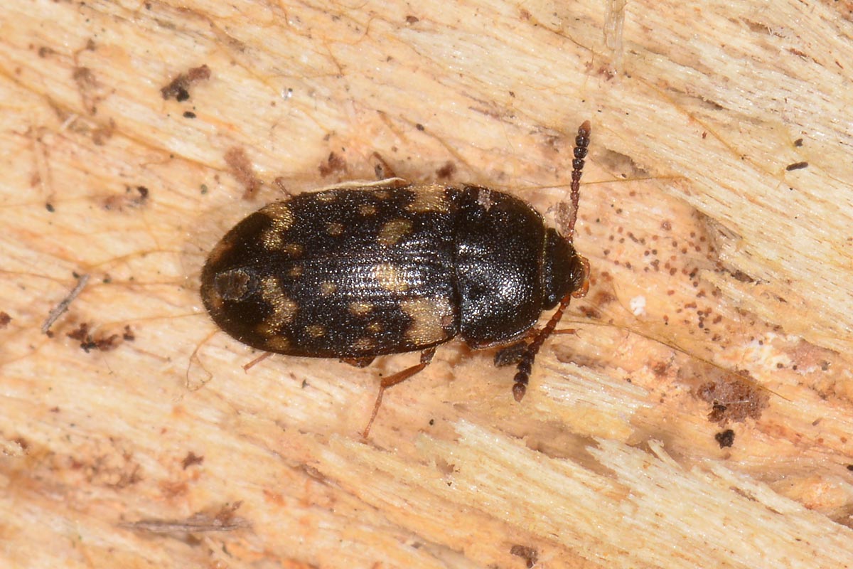 Mycetophagidae: Mycetophagus atomarius? Sì.